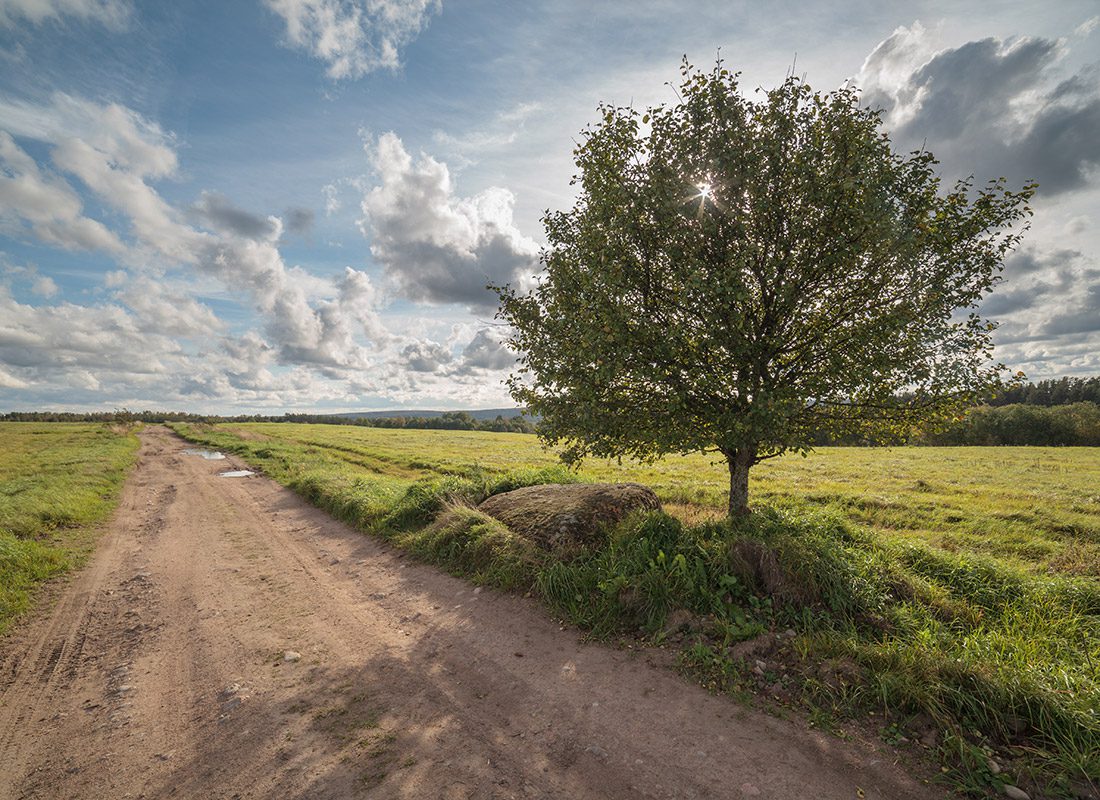 About Our Agency - Apple Tree Stands at the Side of a Rural Road in California